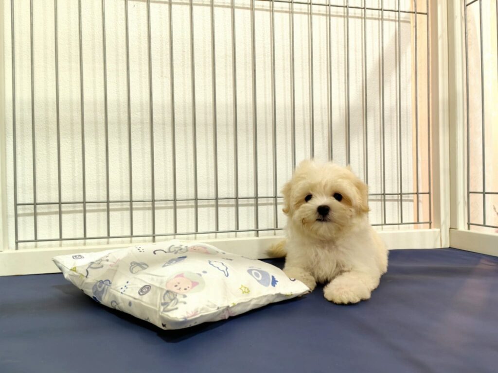 male Maltipoo puppy