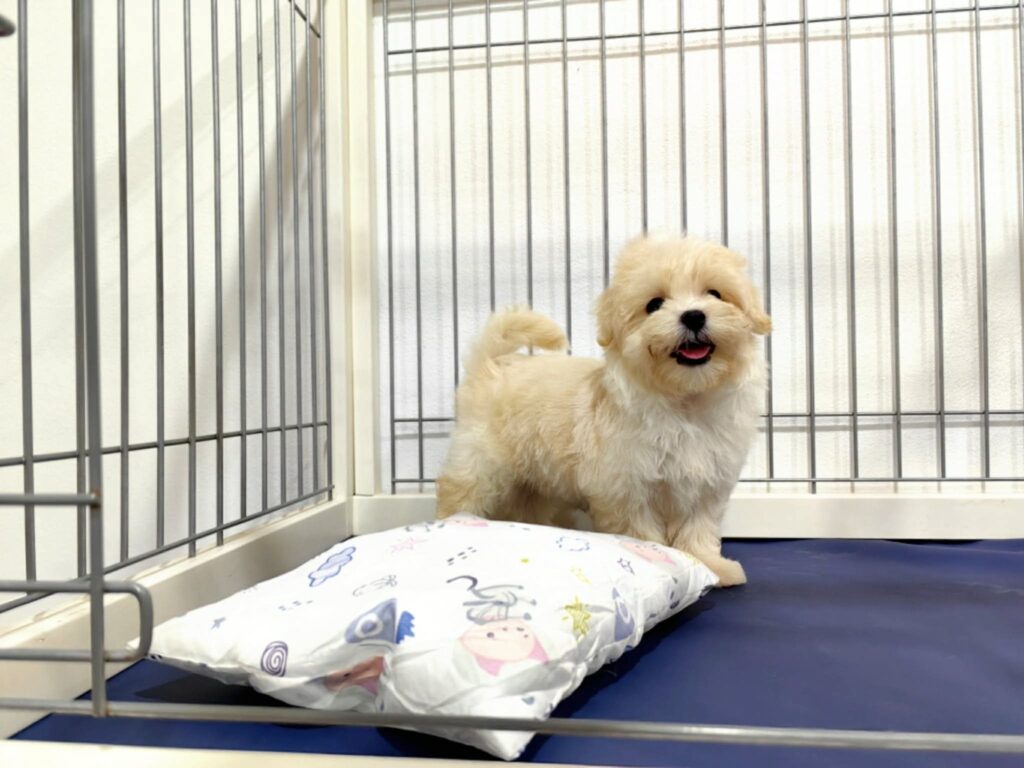 male Maltipoo puppy