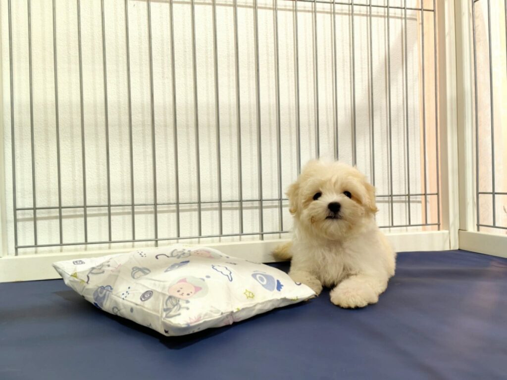 male Maltipoo puppy