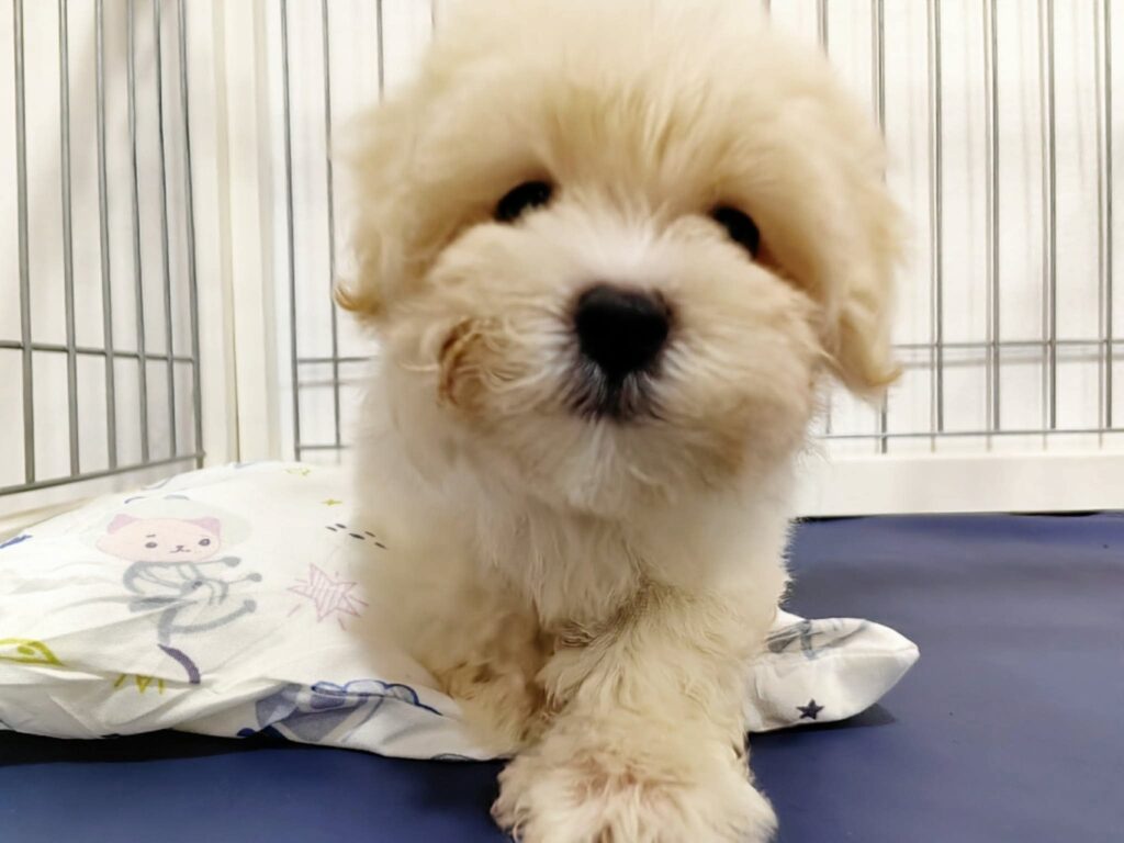 male Maltipoo puppy