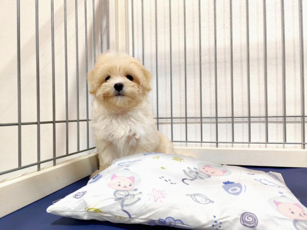 male Maltipoo puppy