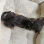 female Dachshund puppy