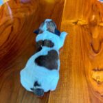 female Jack Russell Terrier puppy