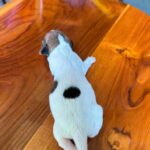 female Jack Russell Terrier puppy