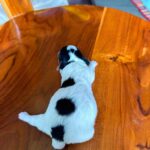 female Jack Russell Terrier puppy