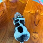 female Jack Russell Terrier puppy