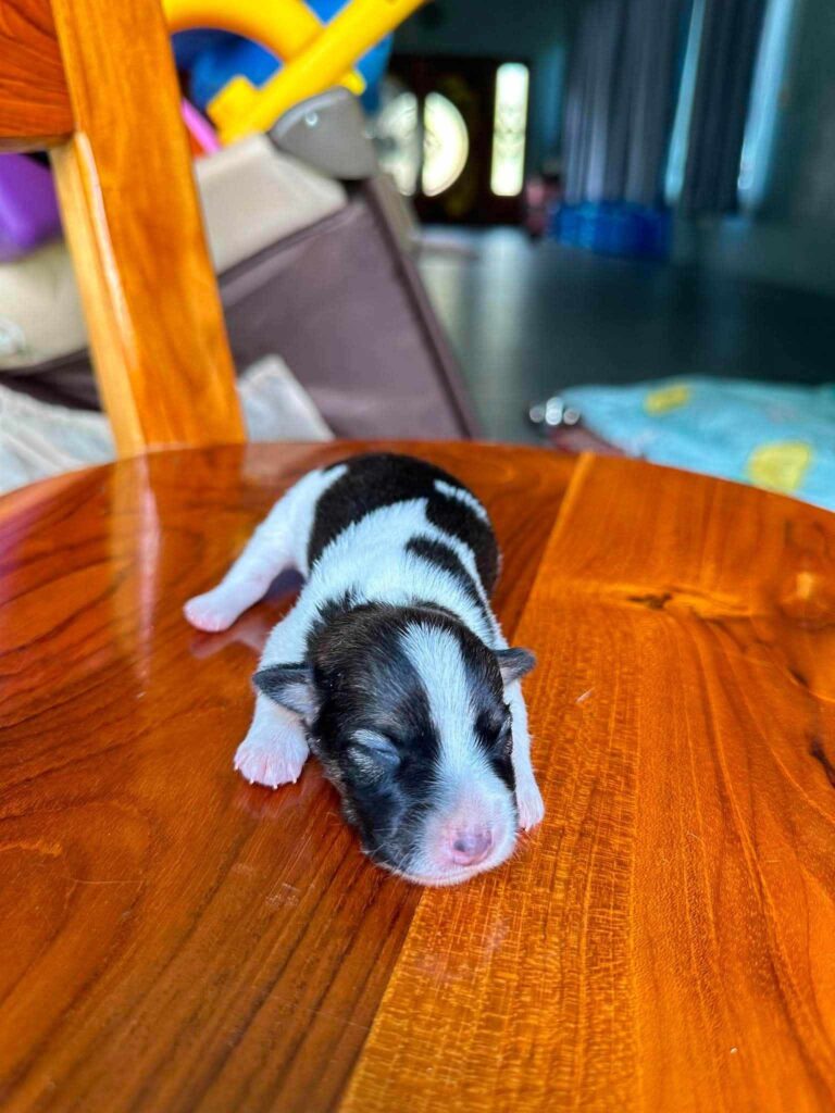 Male 1, Male Jack Russell Terrier puppy