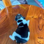 male Jack Russell Terrier puppy