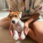 male Jack Russell Terrier puppy