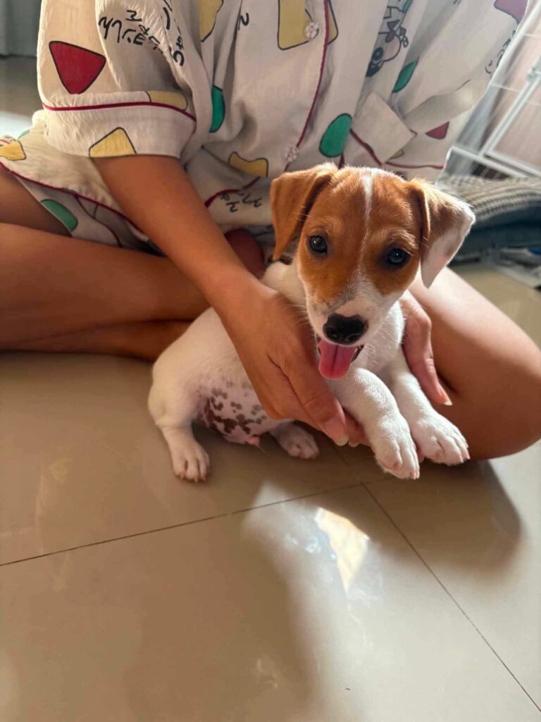 Male 2, Male Jack Russell Terrier puppy