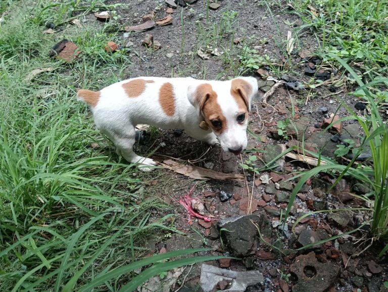 Female 5, Female Jack Russell Terrier puppy