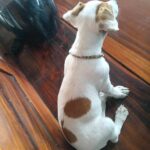 female Jack Russell Terrier puppy