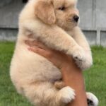 female Golden Retriever puppy