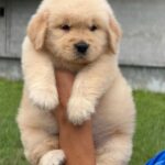 female Golden Retriever puppy