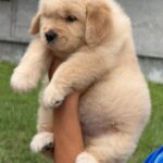female Golden Retriever puppy