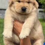 male Golden Retriever puppy