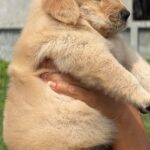 male Golden Retriever puppy