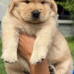male Golden Retriever puppy