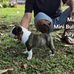 male Miniature Bull Terrier puppy