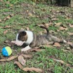 male Miniature Bull Terrier puppy