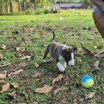 male Miniature Bull Terrier puppy