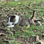 male Miniature Bull Terrier puppy