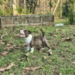 male Miniature Bull Terrier puppy
