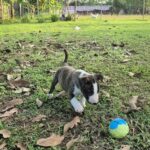 male Miniature Bull Terrier puppy