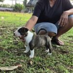 male Miniature Bull Terrier puppy
