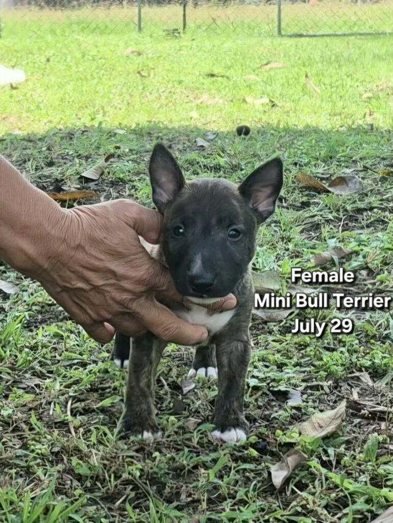 female Miniature Bull Terrier puppy