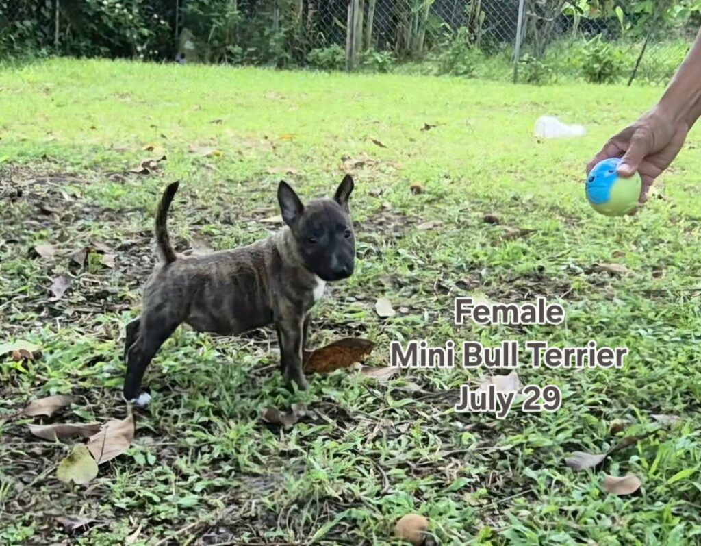 female Miniature Bull Terrier puppy