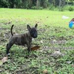 female Miniature Bull Terrier puppy