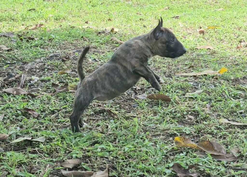 female Miniature Bull Terrier puppy