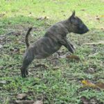female Miniature Bull Terrier puppy
