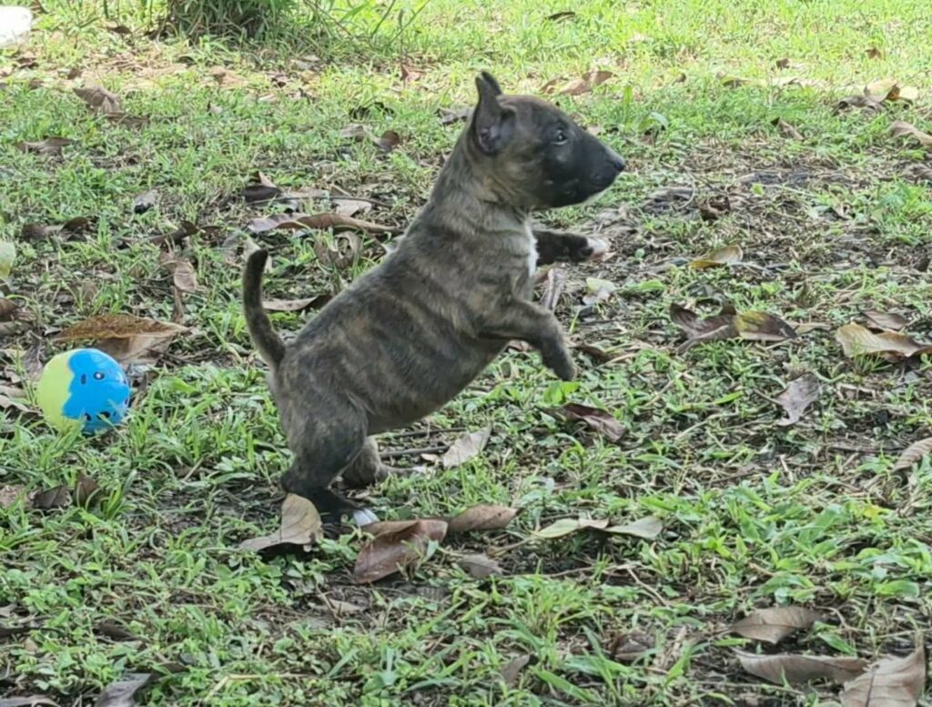 female Miniature Bull Terrier puppy