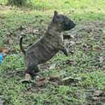 female Miniature Bull Terrier puppy