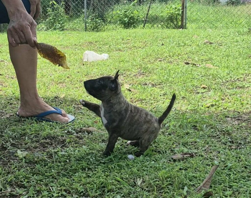 female Miniature Bull Terrier puppy