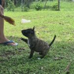 female Miniature Bull Terrier puppy