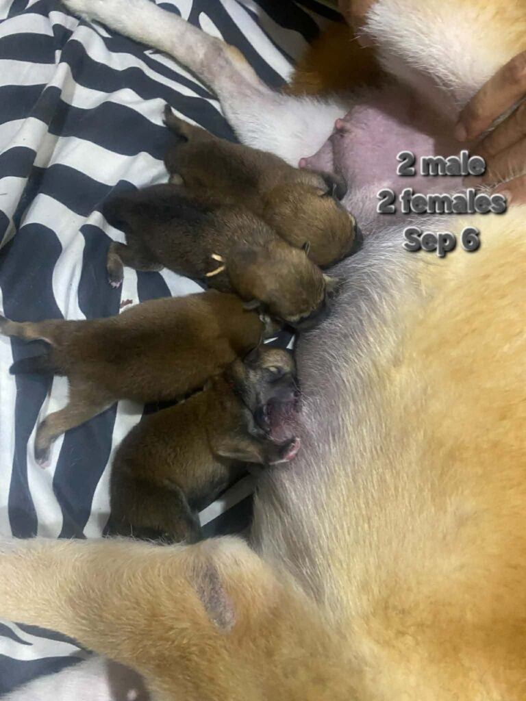 Shiba Inu available puppies