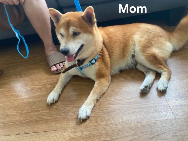 Shiba Inu available puppies