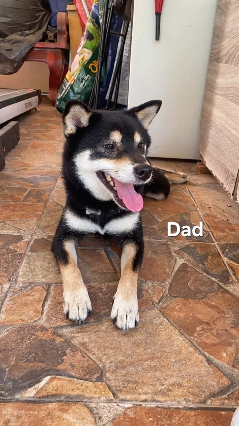 Shiba Inu available puppies