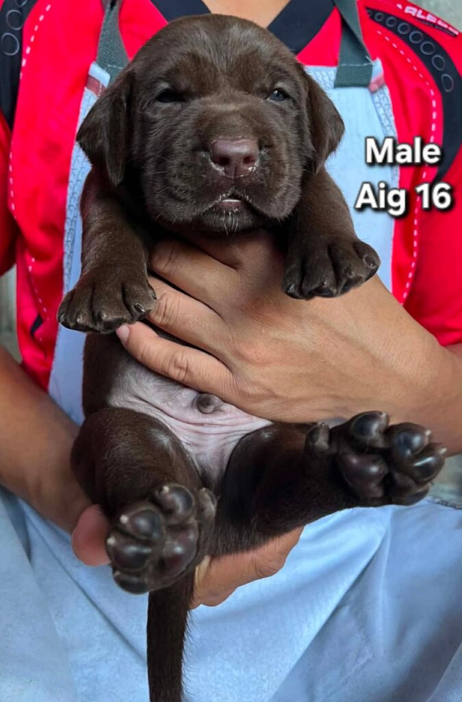 male Labrador Retriever puppy