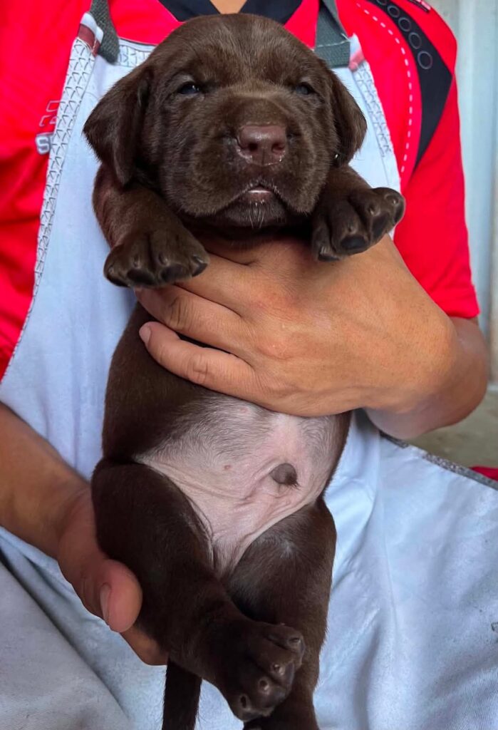 male Labrador Retriever puppy