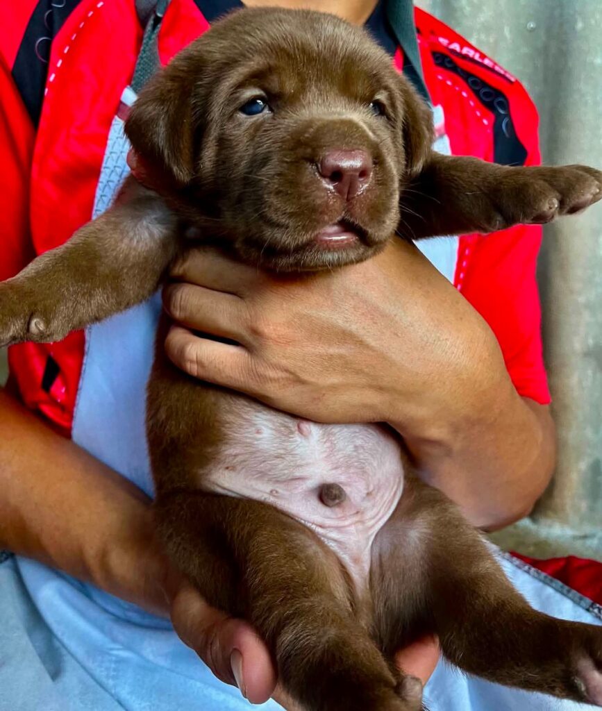 male Labrador Retriever puppy