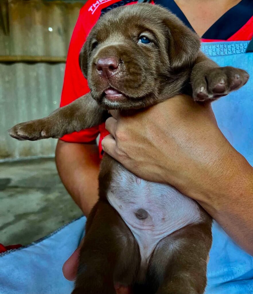 male Labrador Retriever puppy