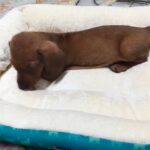 female Dachshund puppy