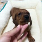 female Dachshund puppy