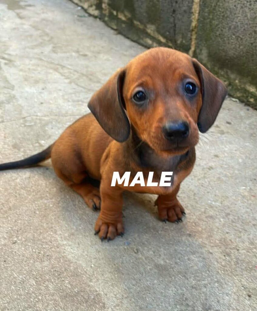 male Dachshund puppy