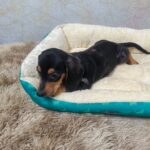 male Dachshund puppy