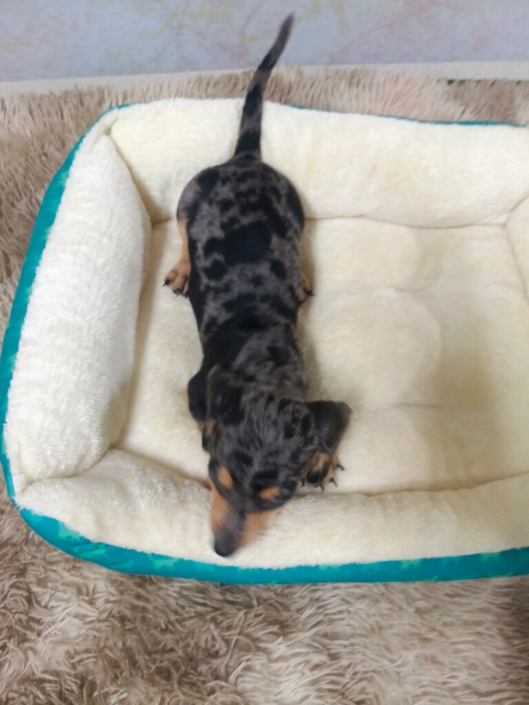 Mini Dachshund - Male 3, Male Dachshund puppy